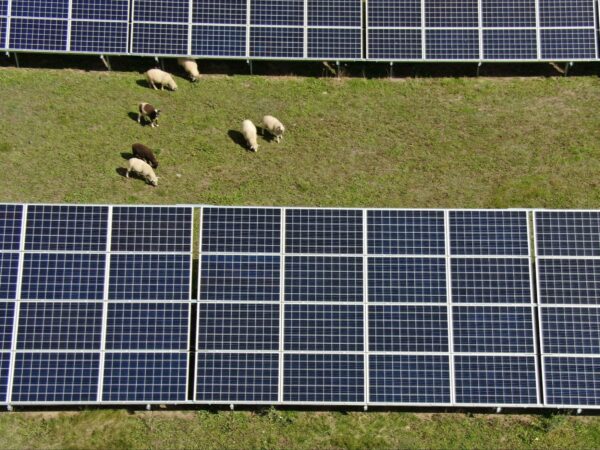 Sheep eating grass during solar park inspections